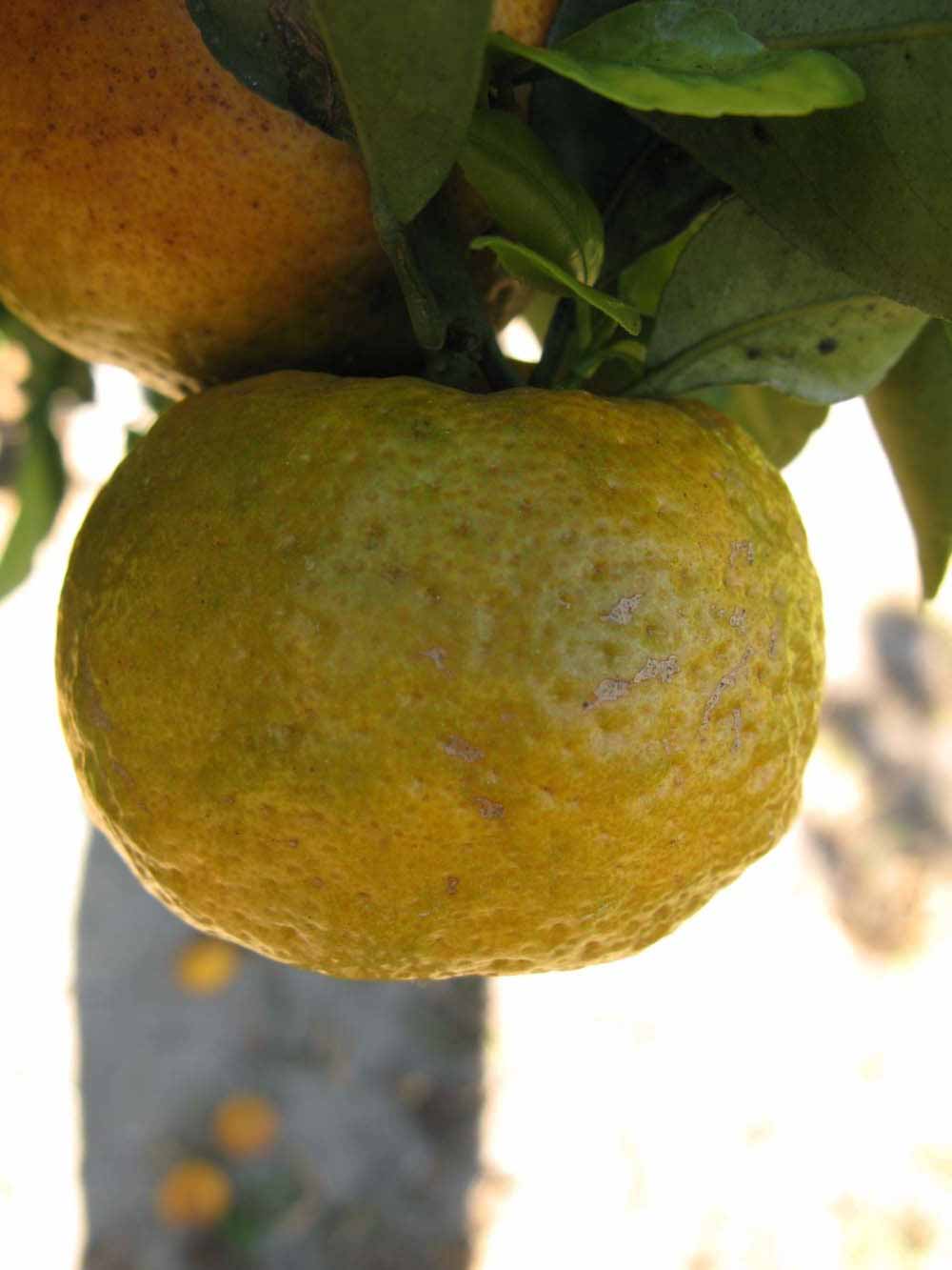            Fruit of  Citrus deliciosa          (Empress, Riverside,   CA)   